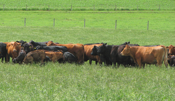 Limousin Cows