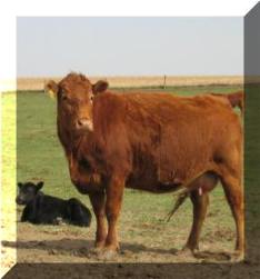 Limousin Cow