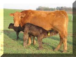 Cow-Calf Pair
