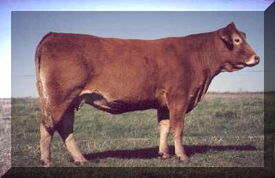 Cow-Calf Pair