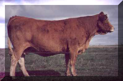 Limousin Cow