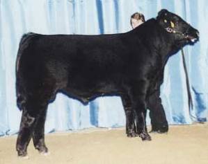 SBVL Beefmaster