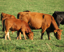 Cow